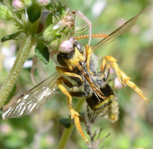 Nomada sexfasciata